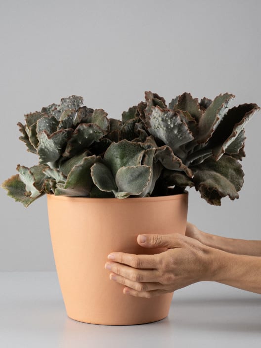 Kalanchoe beharensis