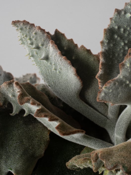 Kalanchoe beharensis