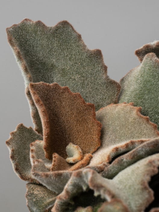 Kalanchoe beharensis