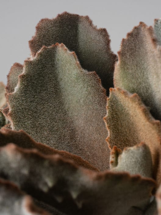 Kalanchoe beharensis