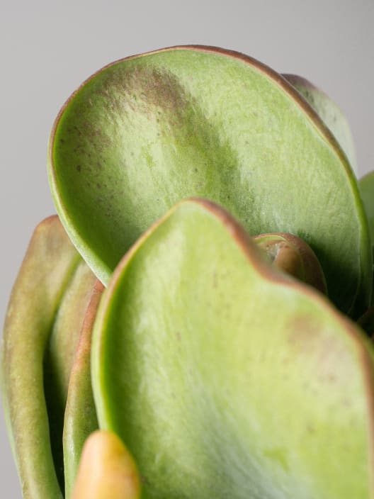 Kalanchoe Oricula