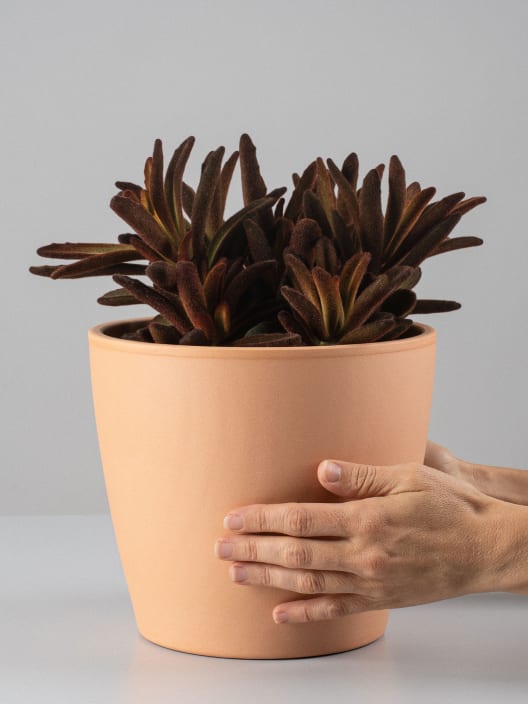 Kalanchoe Tomentosa Rubra