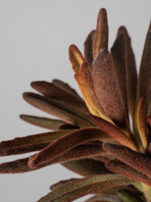 Kalanchoe Tomentosa Rubra