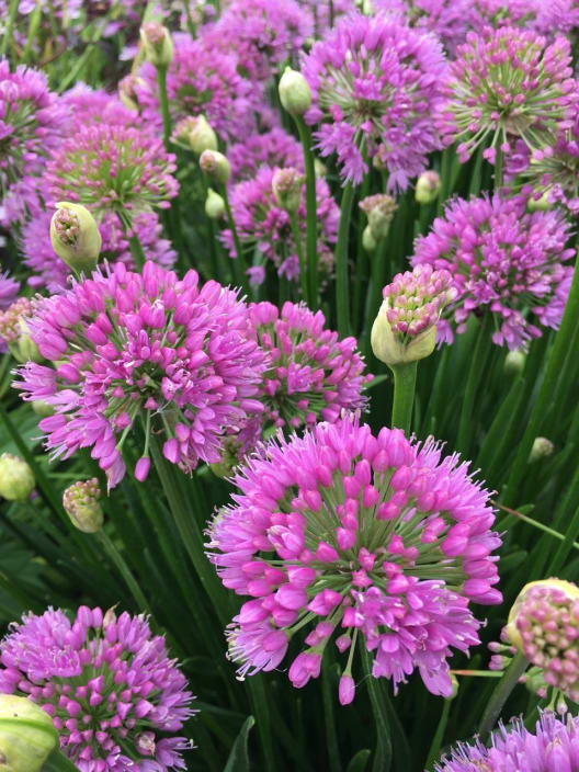 Allium 'Millennium'
