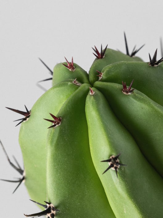 Polaskia chichipe