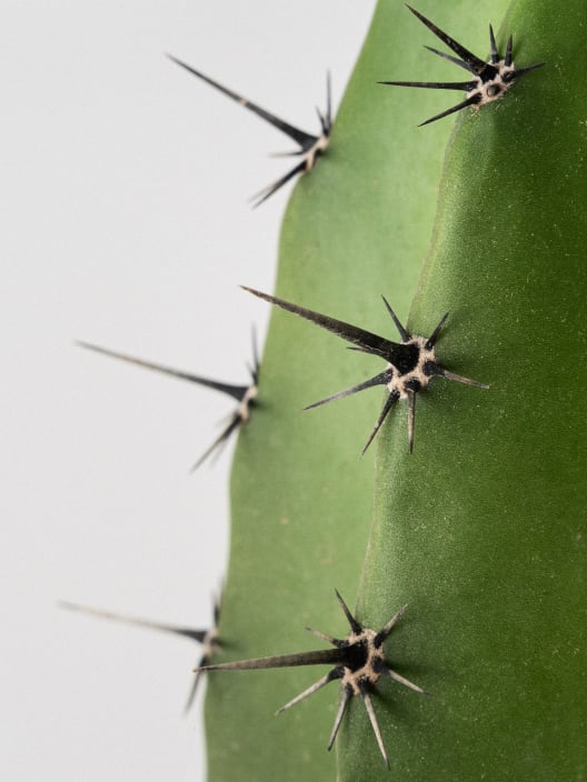 Polaskia chichipe