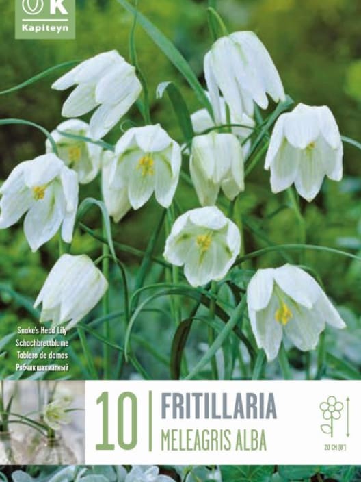 Bulbos de Fritillaria meleagris 'Alba'