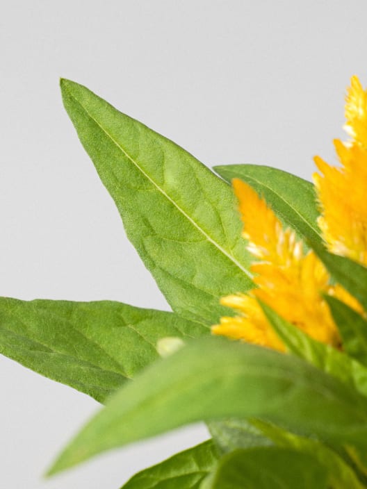 Celosia argentea var. plumosa