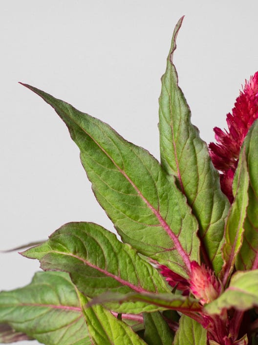 Celosia argentea var. plumosa