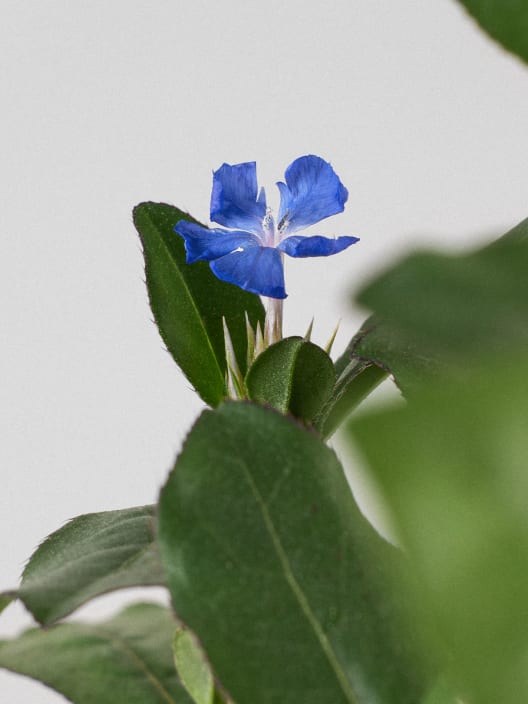 Ceratostigma plumbaginoides (Falso plumbago)