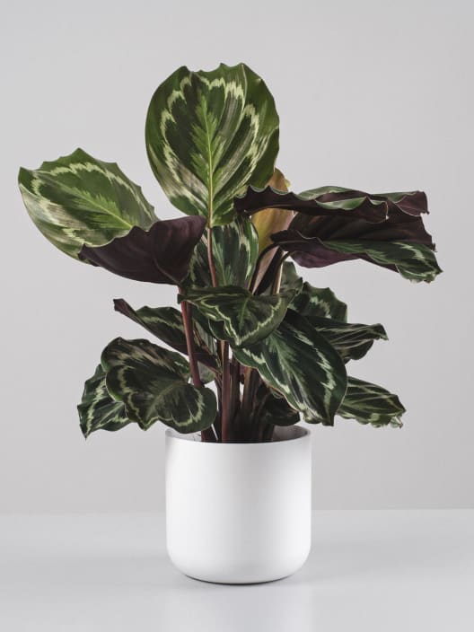 Calathea roseopicta 'Medallion'