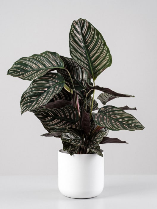 Calathea ornata 'Sanderiana'