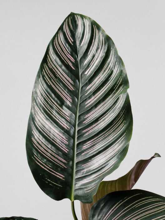 Calathea ornata 'Sanderiana'