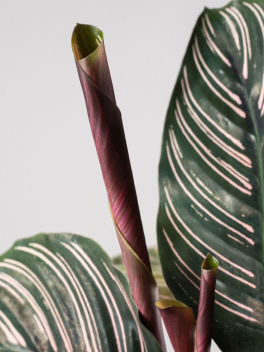 Calathea ornata 'Sanderiana'