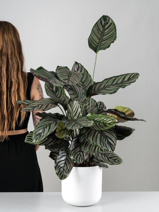 Calathea ornata 'Sanderiana'