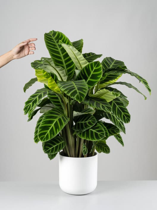 Calathea zebrina