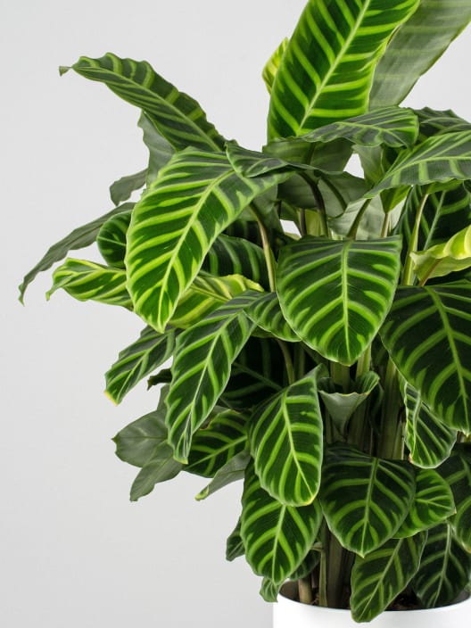 Calathea zebrina