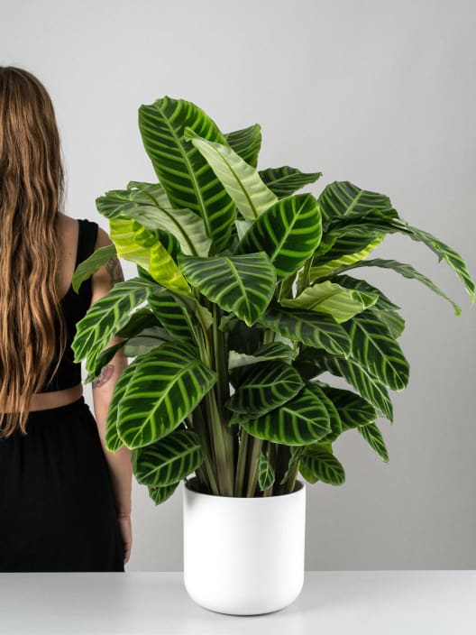 Calathea zebrina