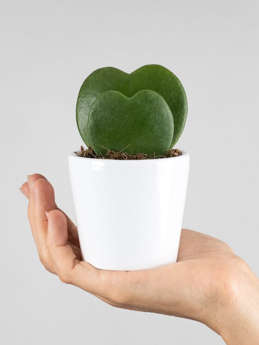 Hoya kerrii doble
