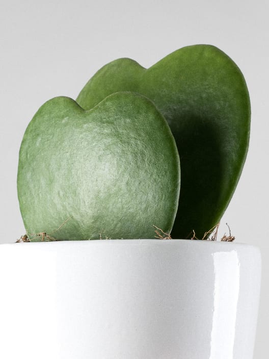 Hoya kerrii doble