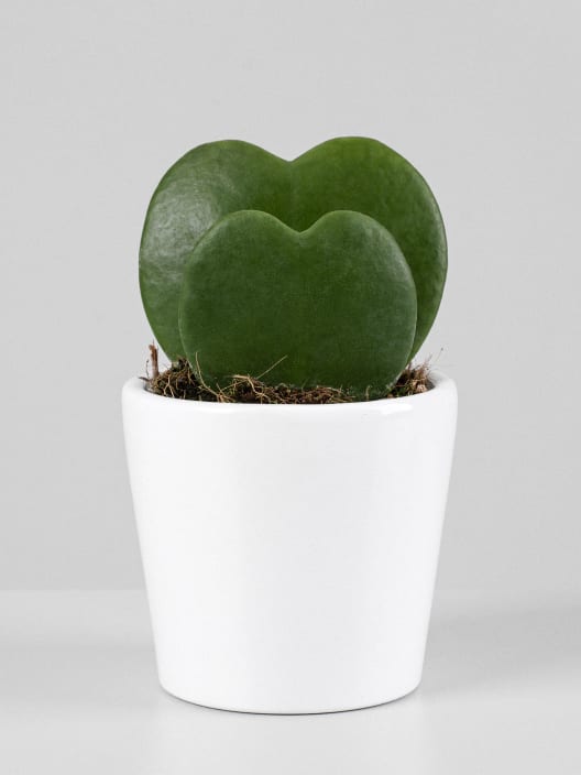 Hoya kerrii doble