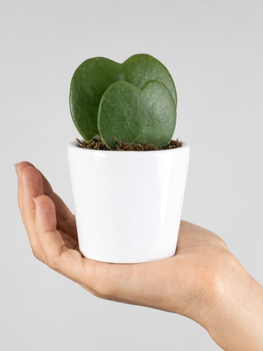 Hoya kerrii doble