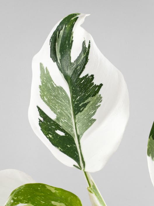 Philodendron erubescens 'White Wizard'