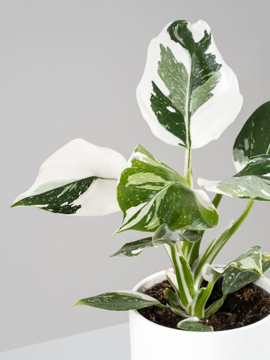 Philodendron erubescens 'White Wizard'