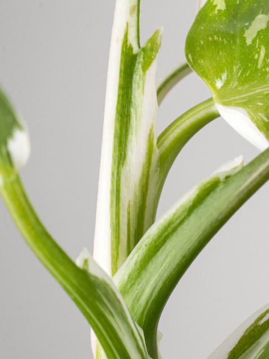 Philodendron erubescens 'White Wizard'