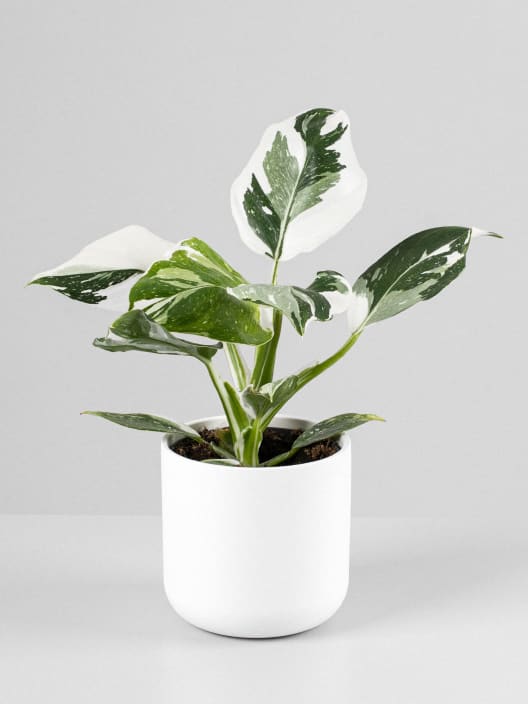 Philodendron erubescens 'White Wizard'