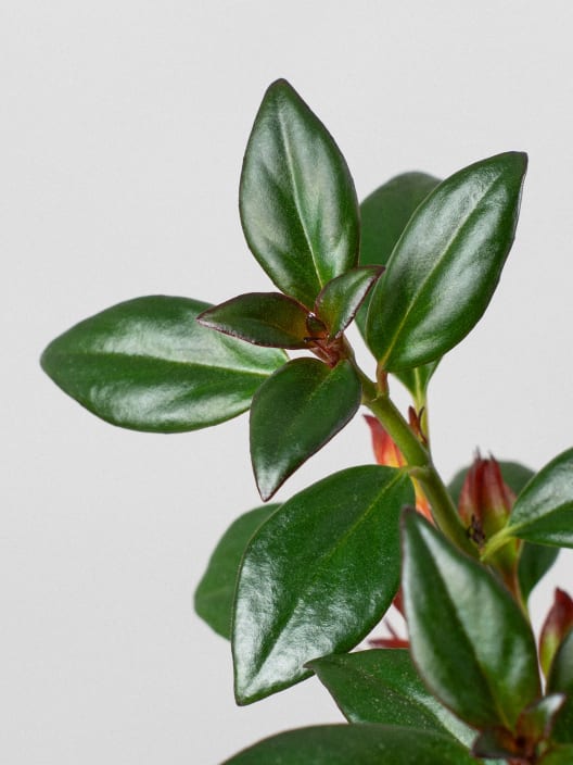 Nematanthus gregarius (Hypocyrta)