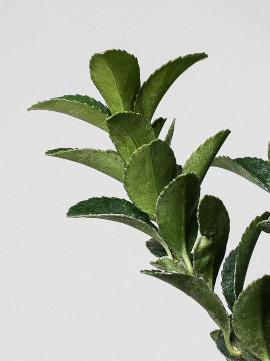 Evónimo verde 'Green Spire' (Euonymus japonicus)