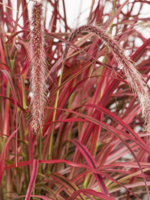 Gramínea Cenchrus × cupreus 'Fireworks'