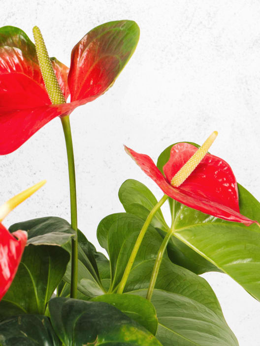 Anthurium 'Million Flowers Red'