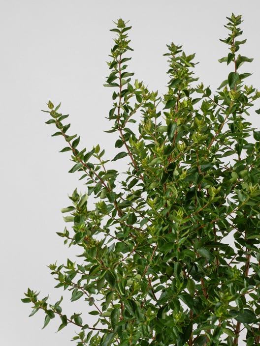 Abelia chinensis 'Autumn Festival'