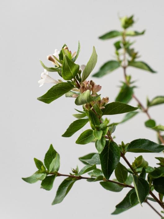 Abelia chinensis 'Autumn Festival'