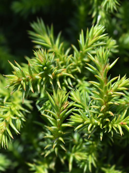 Cedro Japonés - Cryptomeria japonica 'Vilmoriniana'