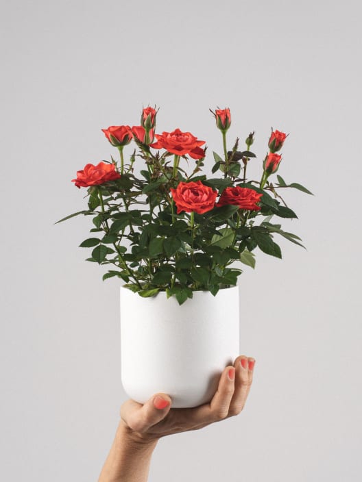 Rosal de Interior Kordana® (varios colores)