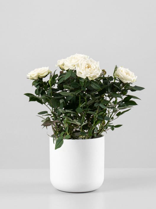 Rosal de Interior Kordana® (varios colores)