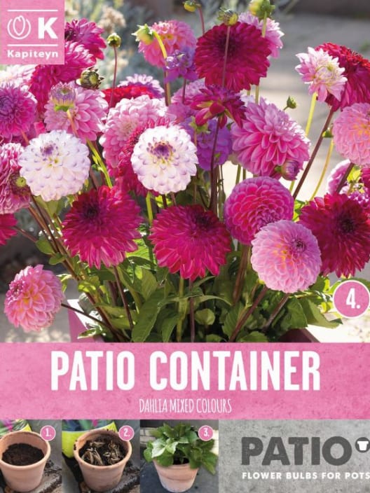 Bulbos de Dahlia 'Sorbet Shades'