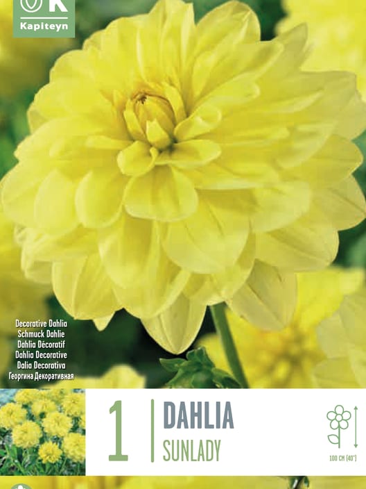 Bulbos de Dahlia 'Sunlady'