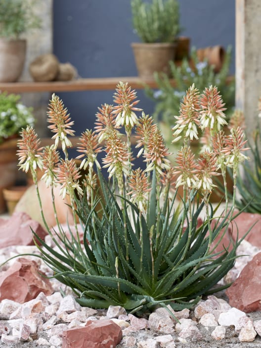 Aloe 'Safari Sunrise'
