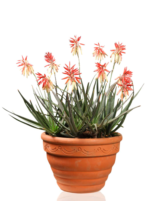 Aloe 'Safari Sunrise'