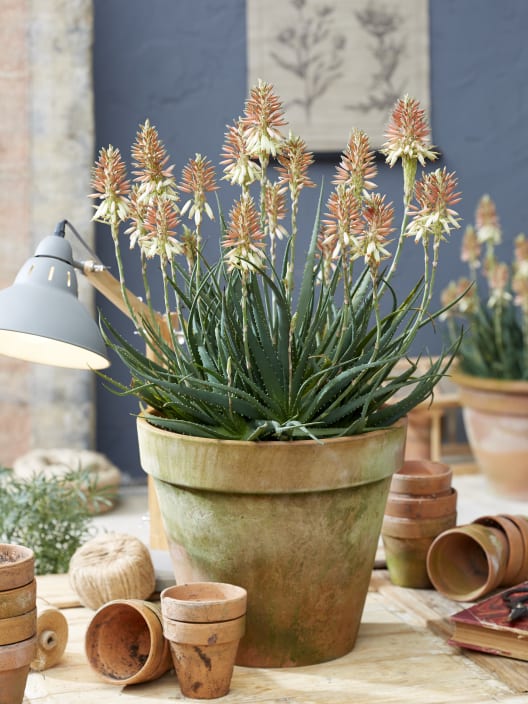 Aloe 'Safari Sunrise'