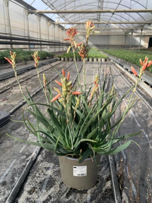 Aloe 'Safari Sunrise'