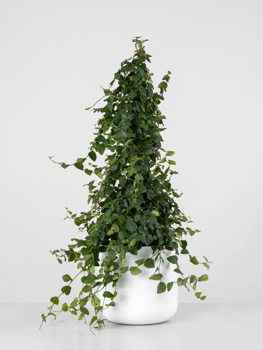 Ficus pumila