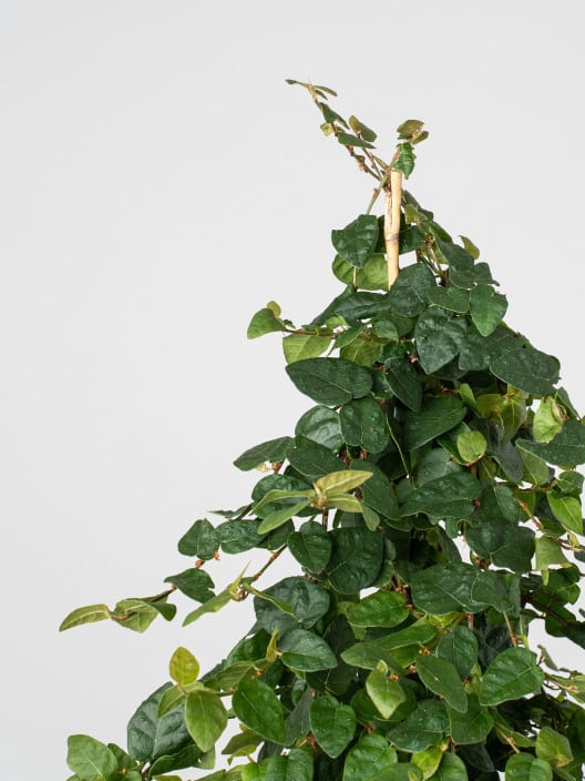 Ficus pumila