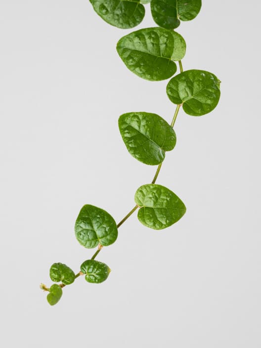 Ficus pumila