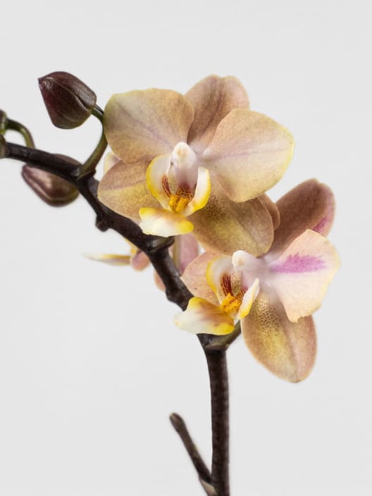 Orquídea Phalaenopsis mini 'Aromio' perfumada