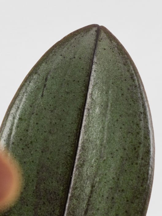 Orquídea Phalaenopsis mini 'Aromio' perfumada